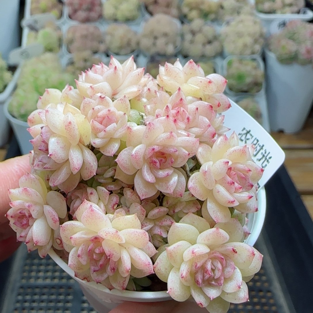【闪购商品】0225-186珠光麦杆