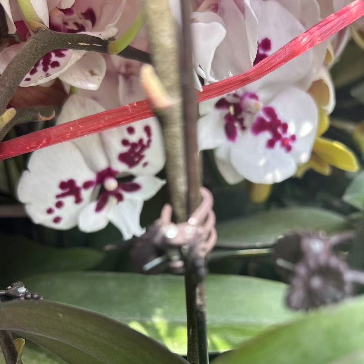福喜 【白鹭】微瑕蝴蝶兰单双混发基地直发