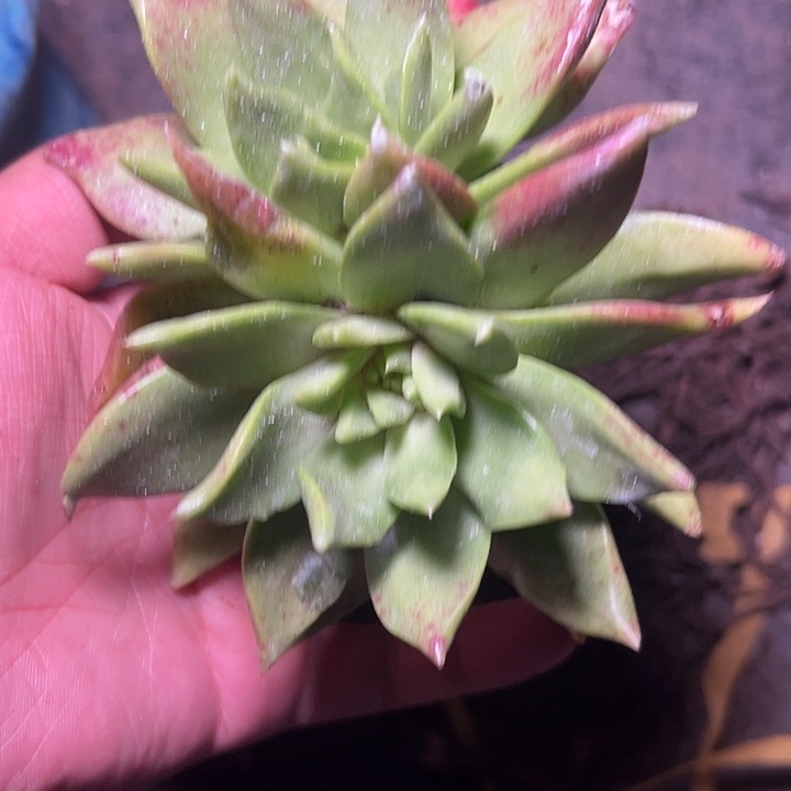 坎代一物一拍1340