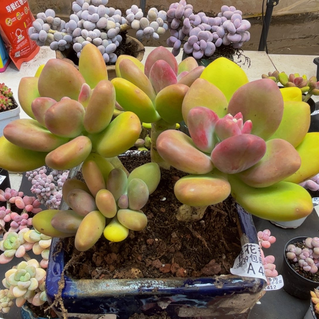 442/12cm芒果奶多肉植物