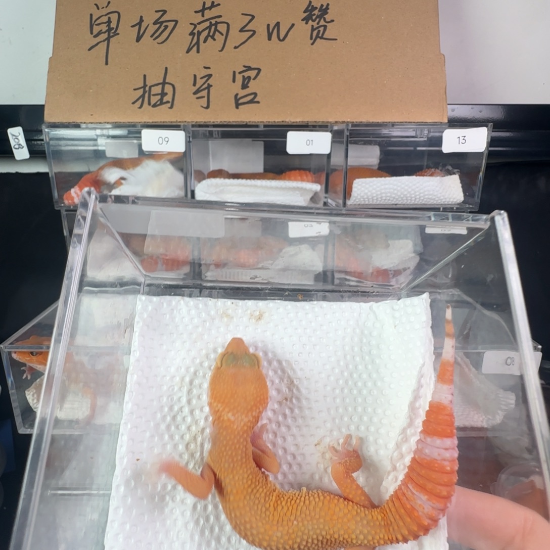 豹纹守宫川普血蜜橘