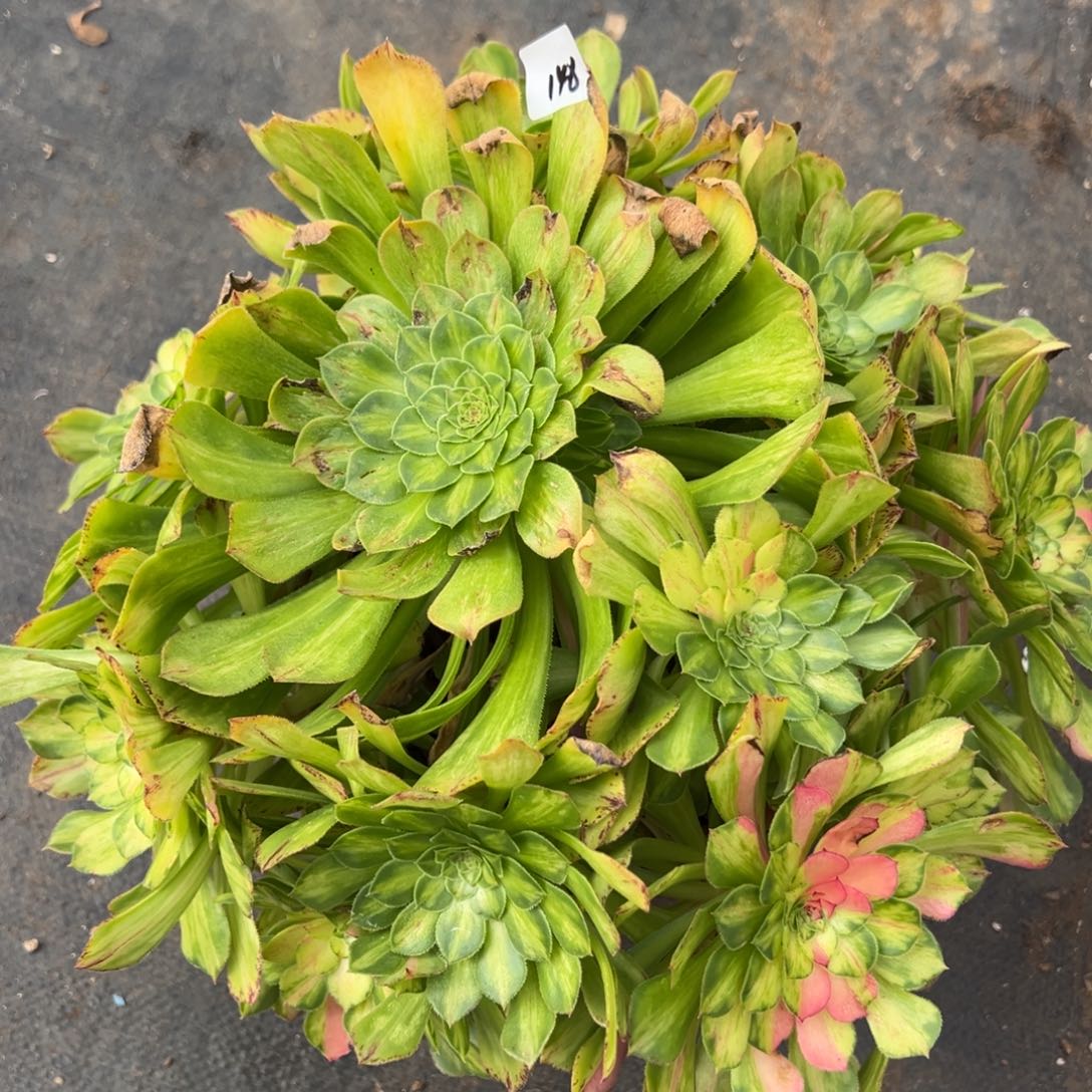 148知否duorouxixixixi