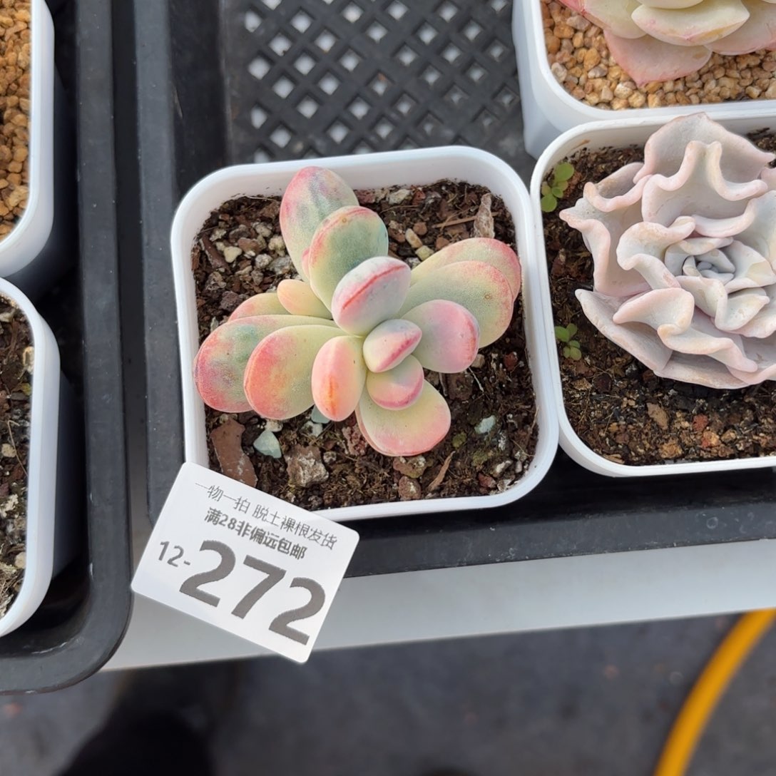 乒乓福娘锦多肉多肉