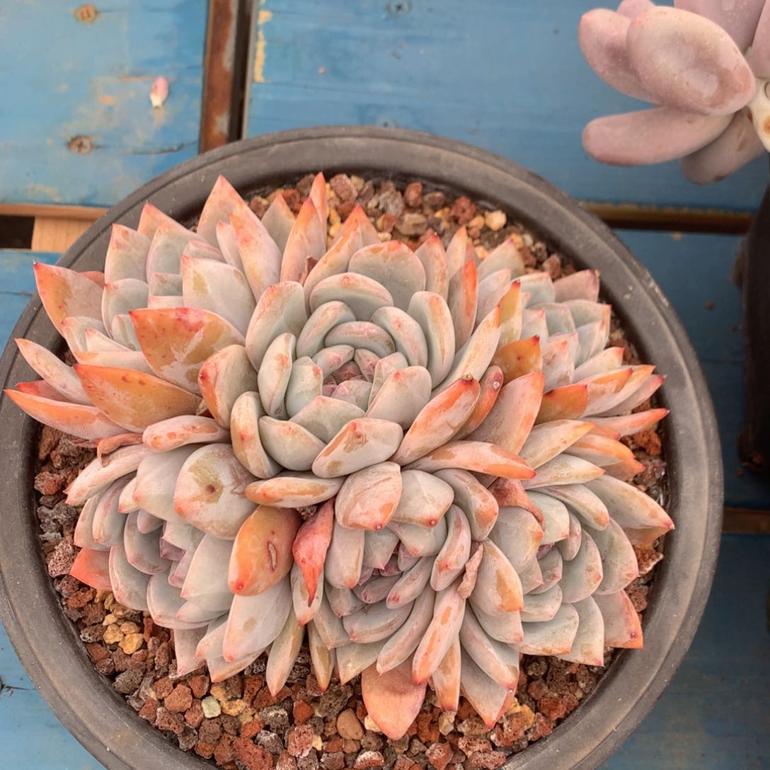 橙梦露老桩无砍一物一拍