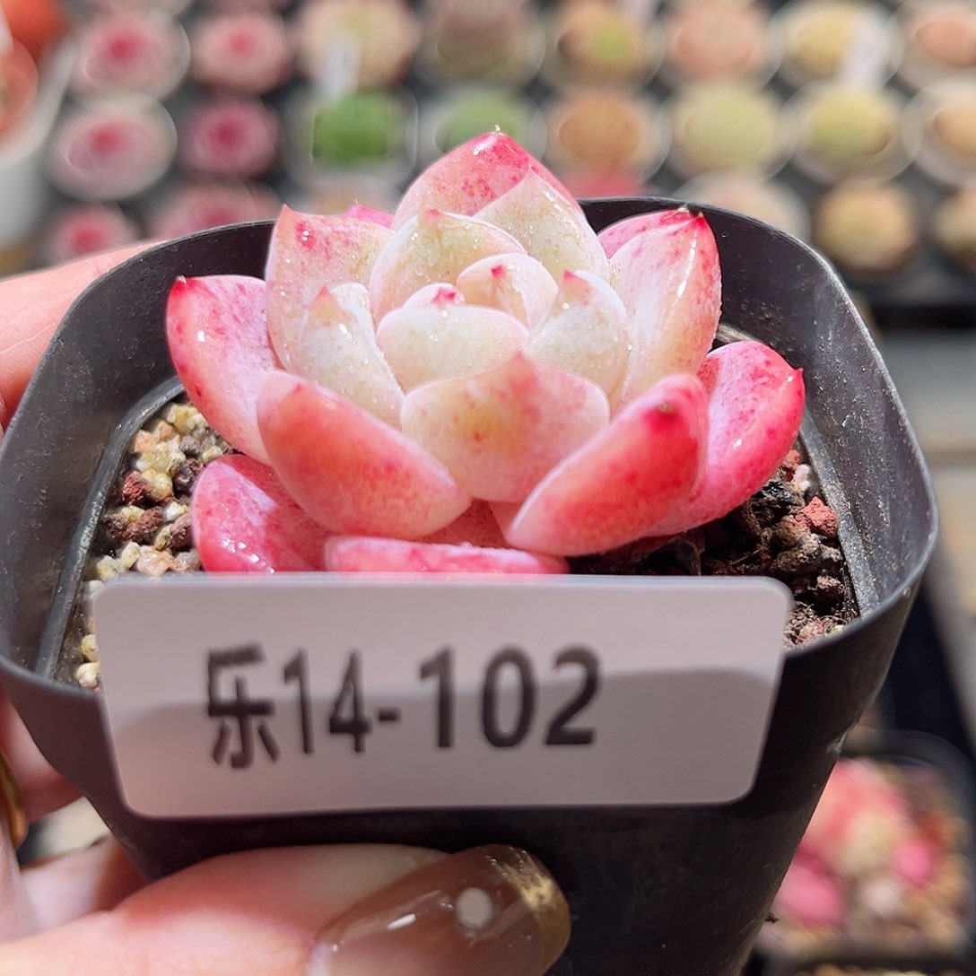 乐14-102 冰糖单头