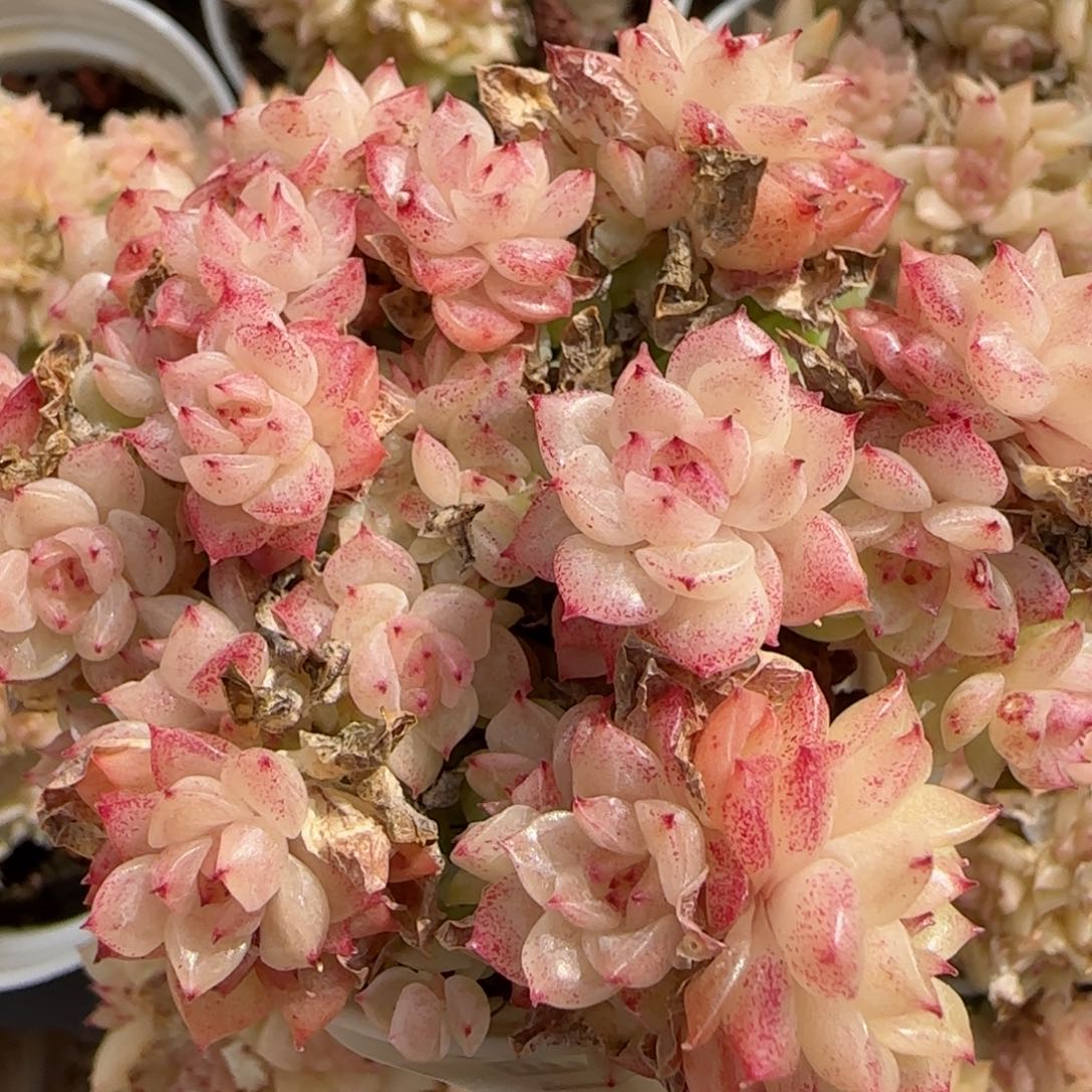 花语逸境0215-105散