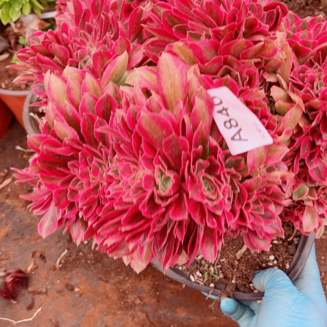 多肉植物840红袖