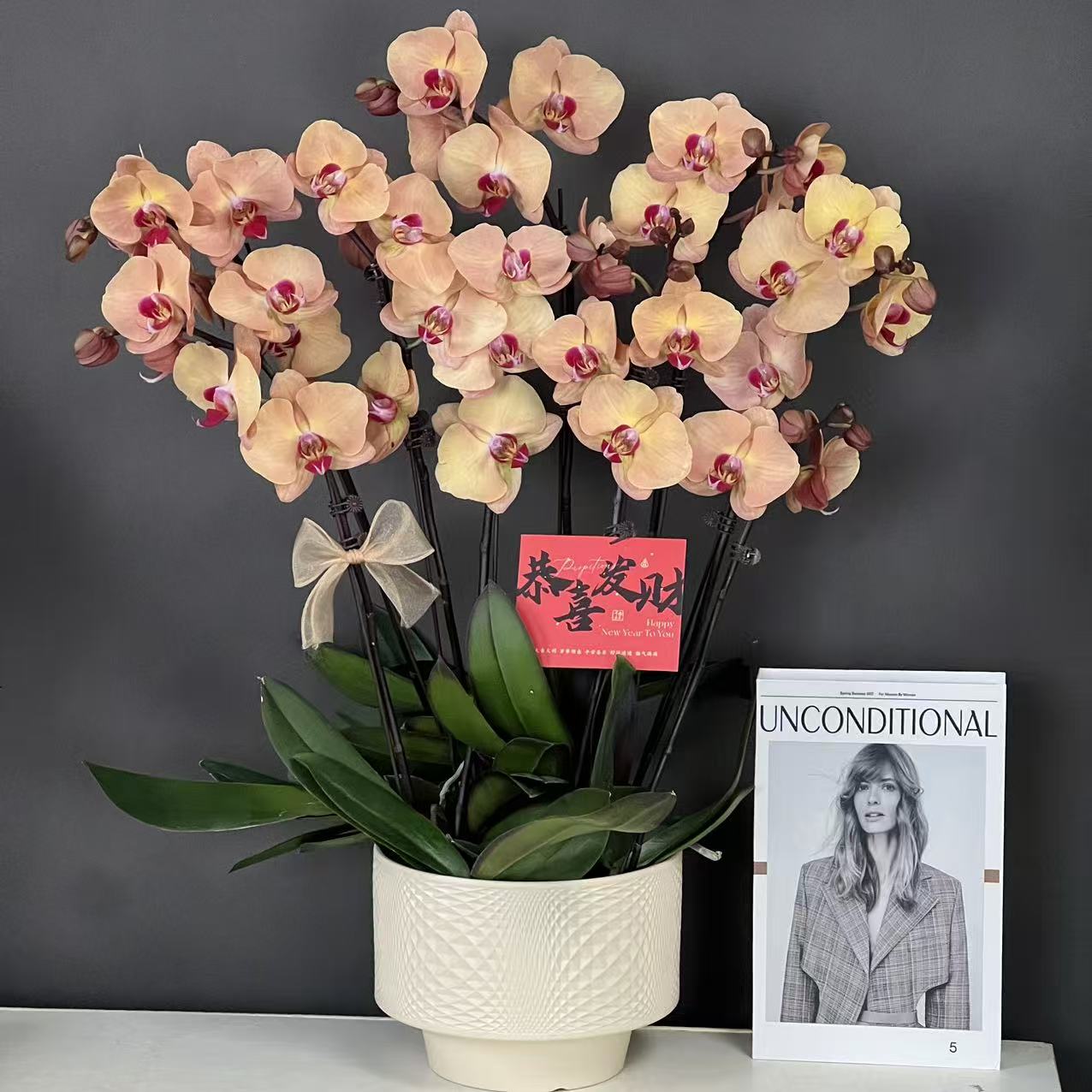 多彩优选（心想事成）欧品复古金色中大花型好养蝴蝶兰鲜花室内花卉
