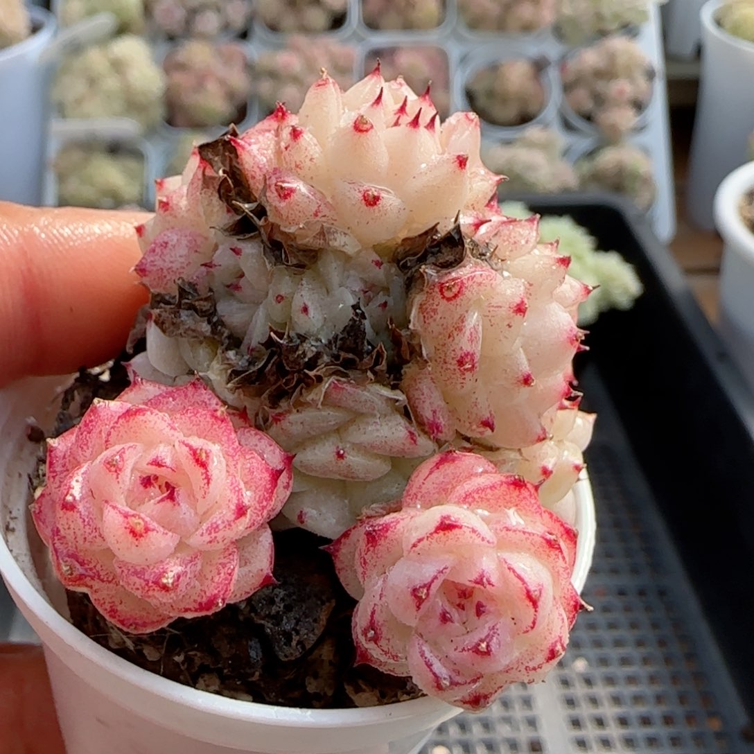 【闪购商品】0213-77边线包子