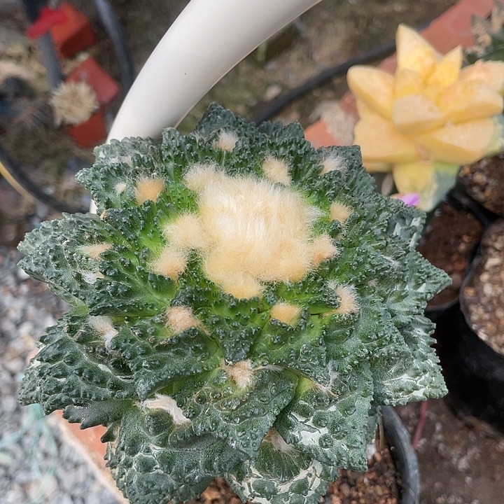 嫁接14.3cm哥斯拉怒涛杂辛顿