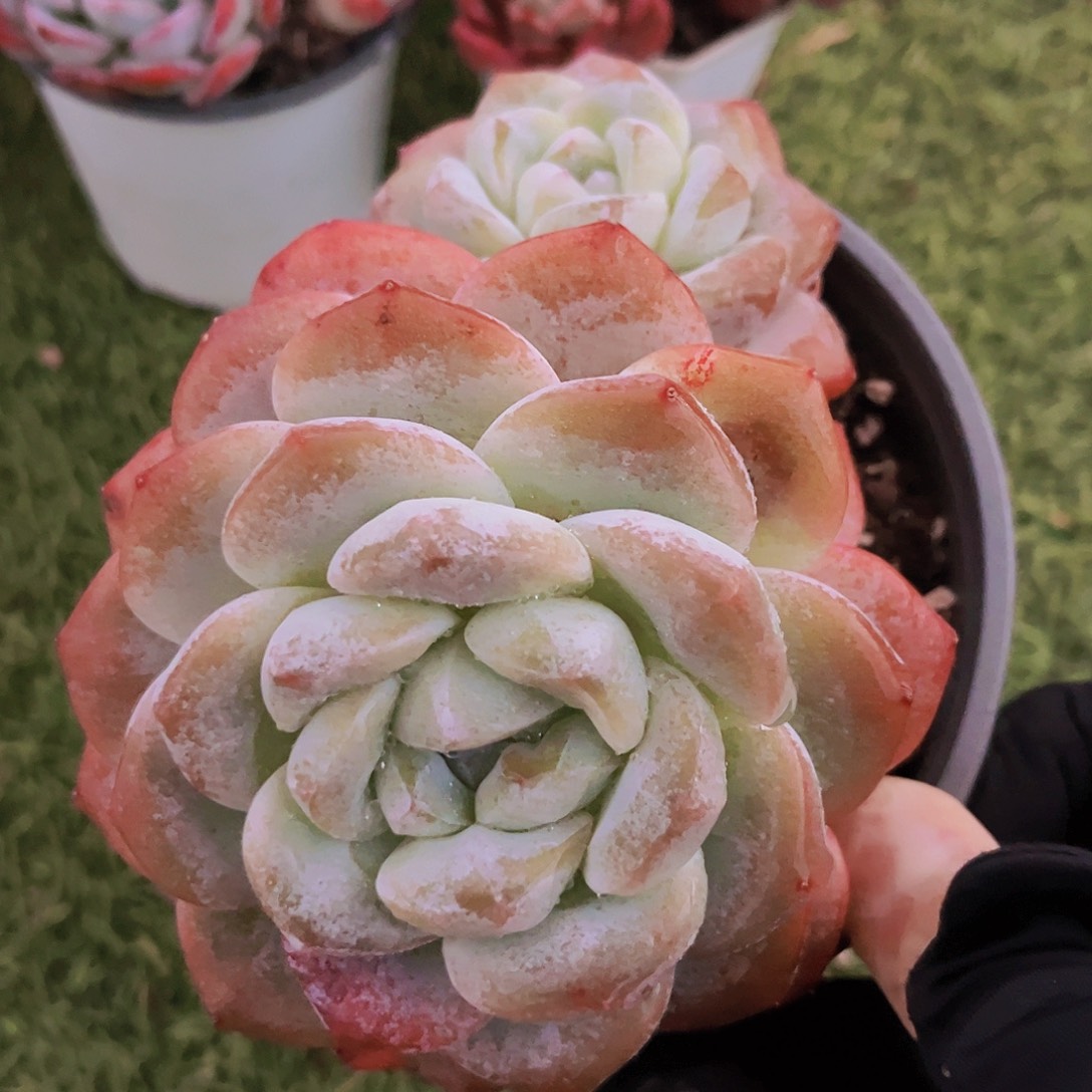 玉蝴蝶13公分999999999