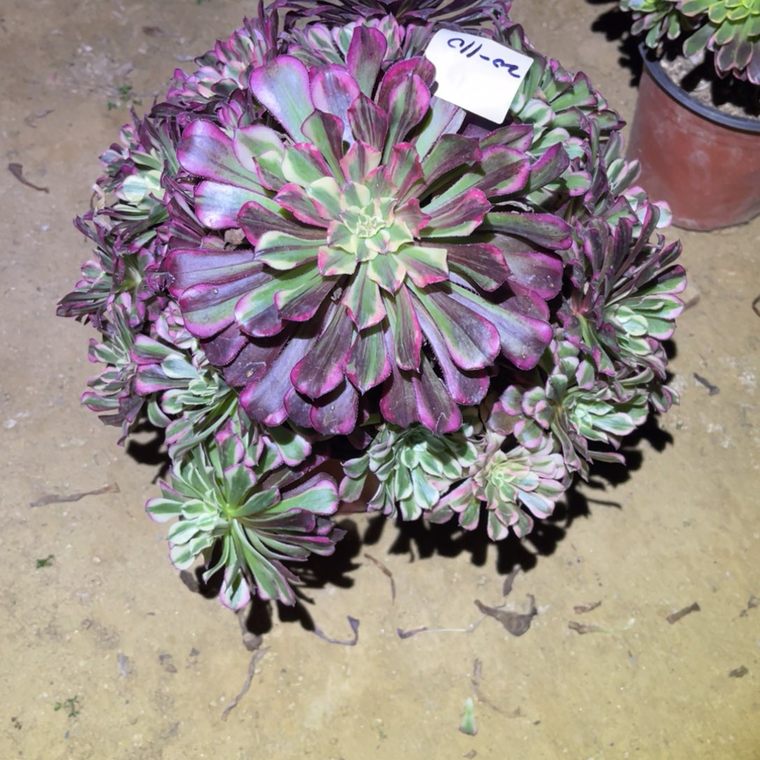 12-20-110同花顺法师锦