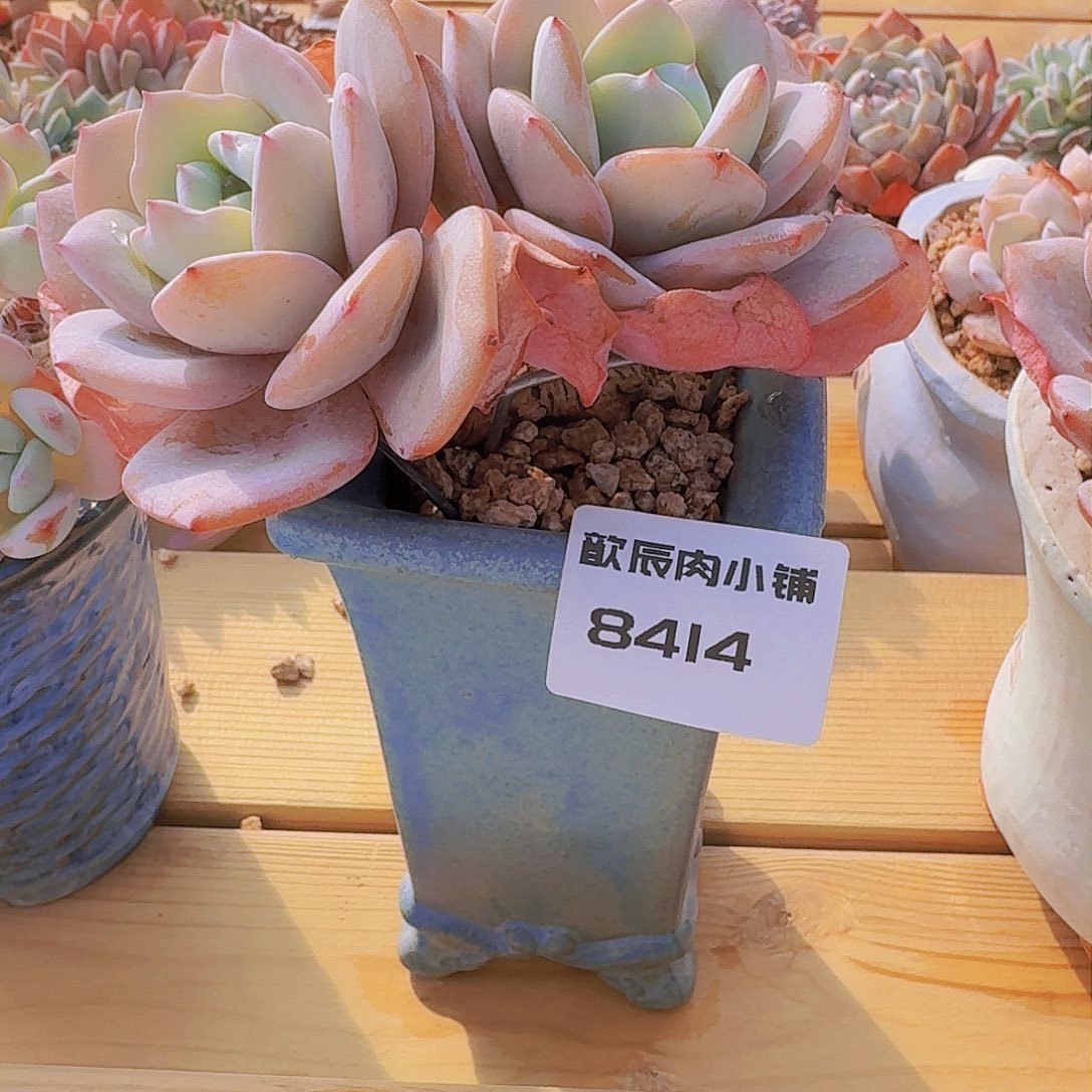 芒*多肉植物奶茶双头带盆8414