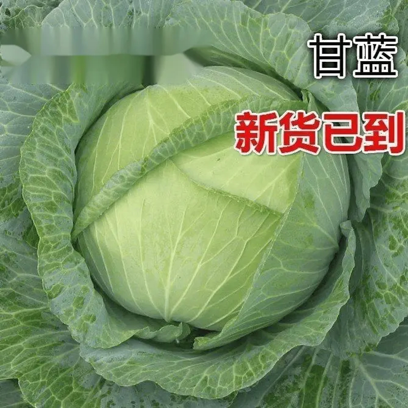 京丰一号甘蓝种子耐高温阳台耐热孑包菜种子
