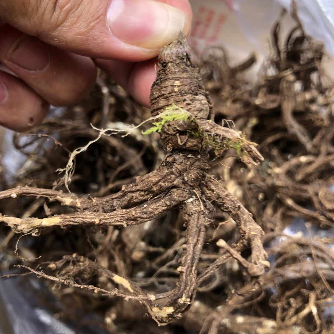  下山货野当归藏当归小当归干货