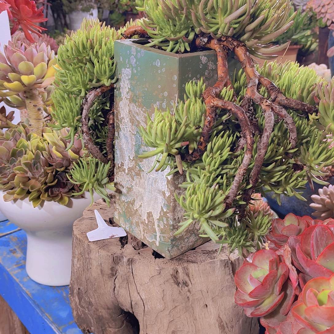 淡***兰多肉植物保护研究所