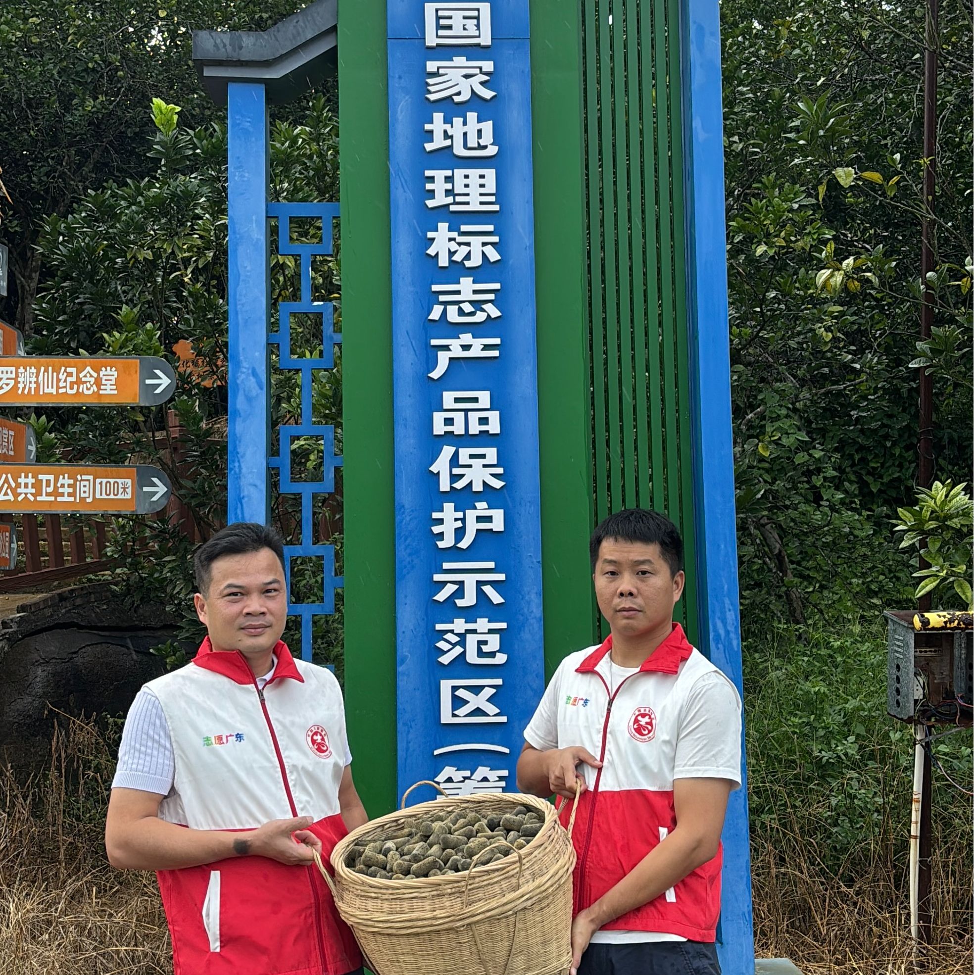 （地理标志保护示范区压果）化州橘红平定镇大岭村老树区压果