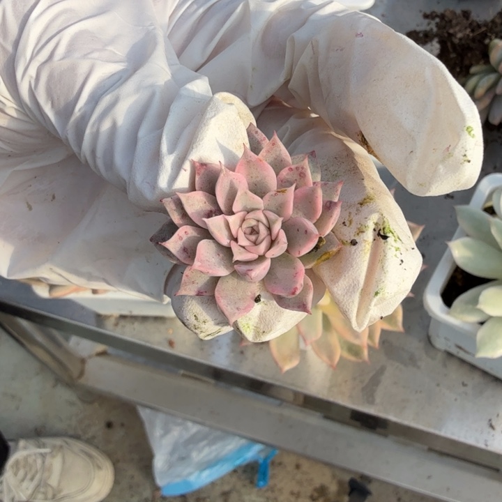 月影系杂交多肉植物