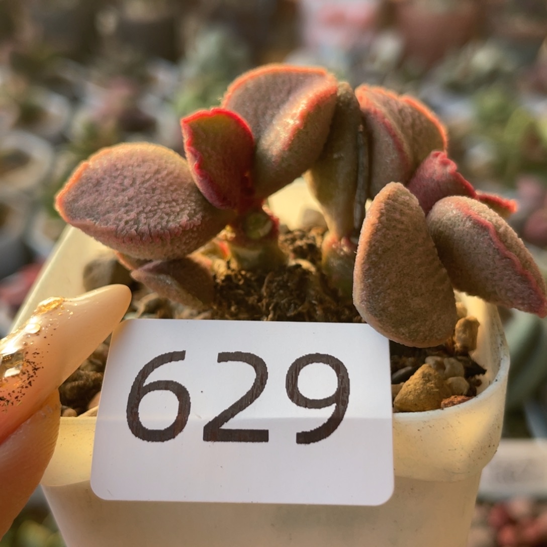      妖姬。 629。    
