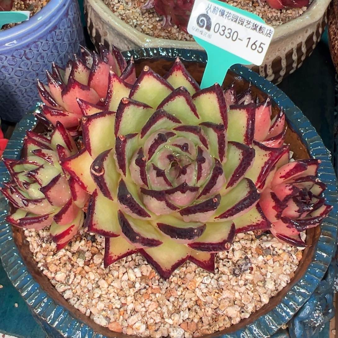 从前慢多肉精选编号0330.165