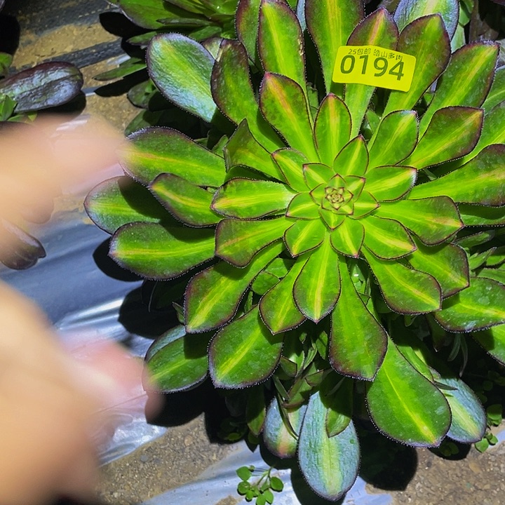 0194晚霞多肉植物