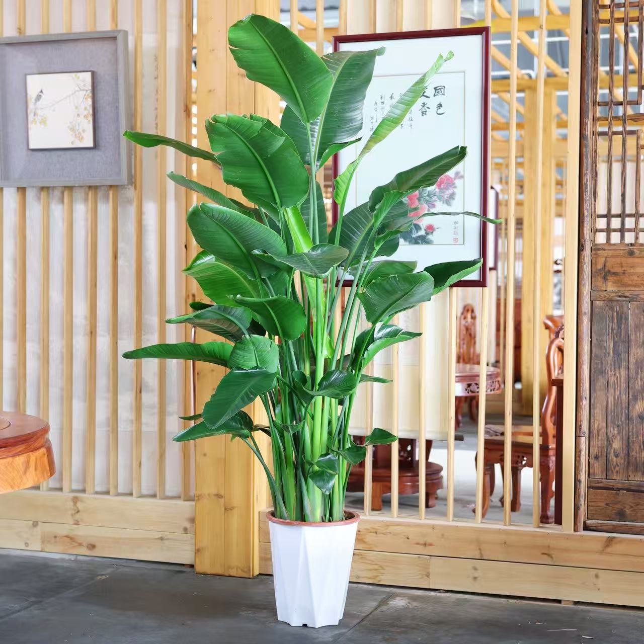 1.5-1.7米天堂鸟超大落地款客厅办公室懒人好养耐阴耐寒