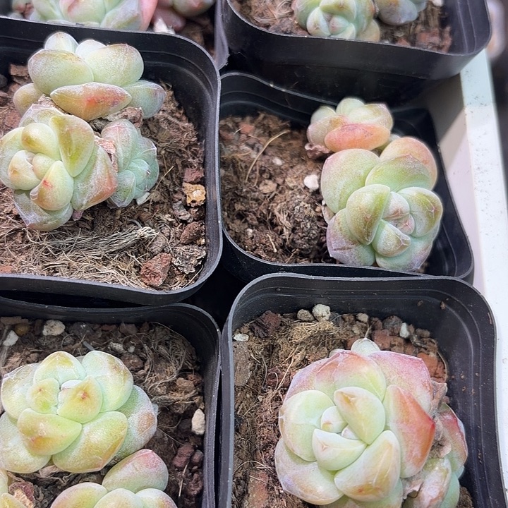 55号到手1框，江北多肉