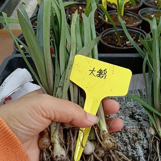 F***）无花朵大鹅1+发10个