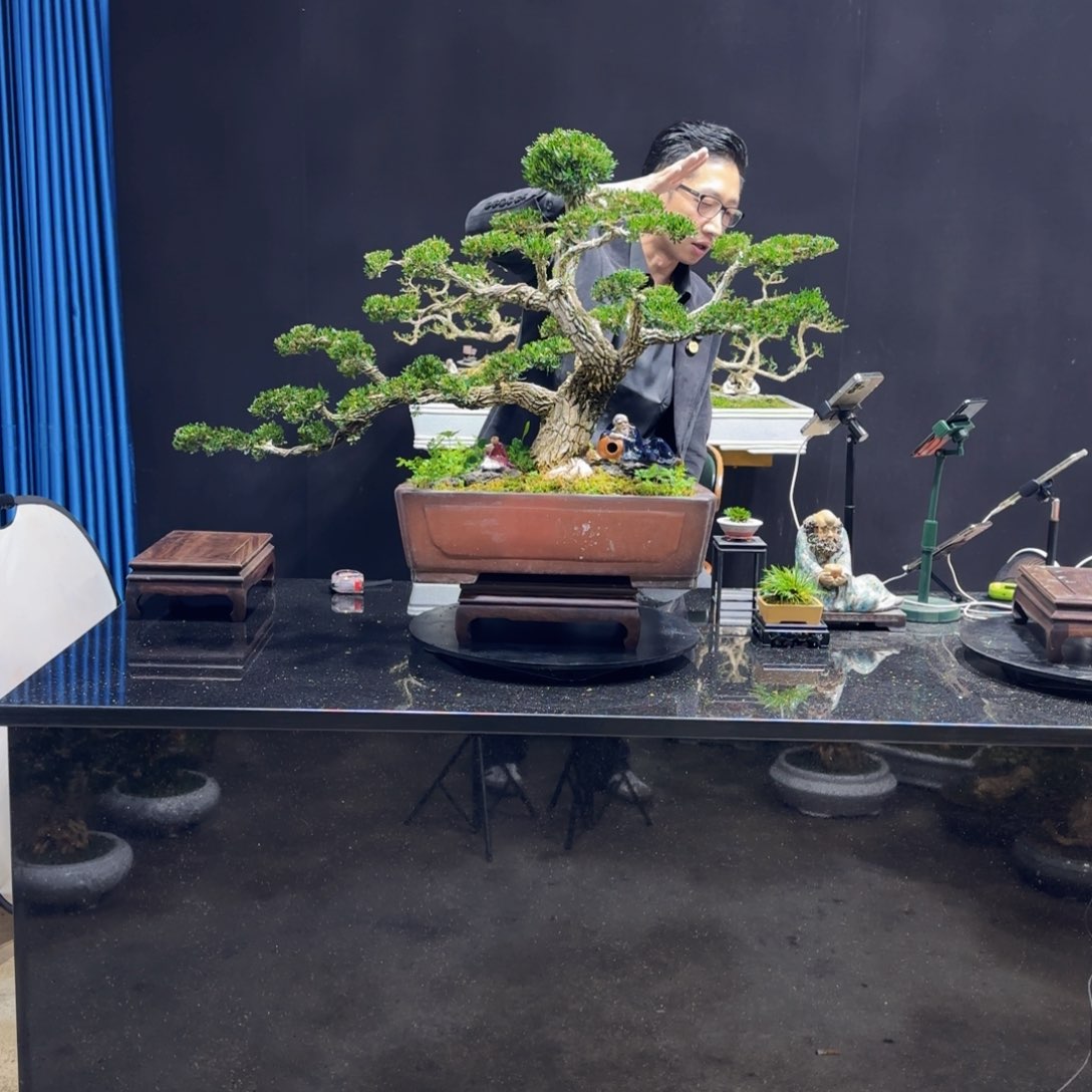 黄杨室内室外盆景艺术