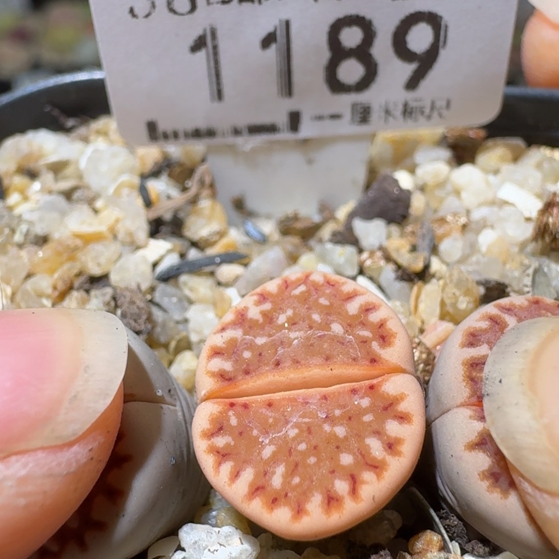Sss清货便宜出不1189