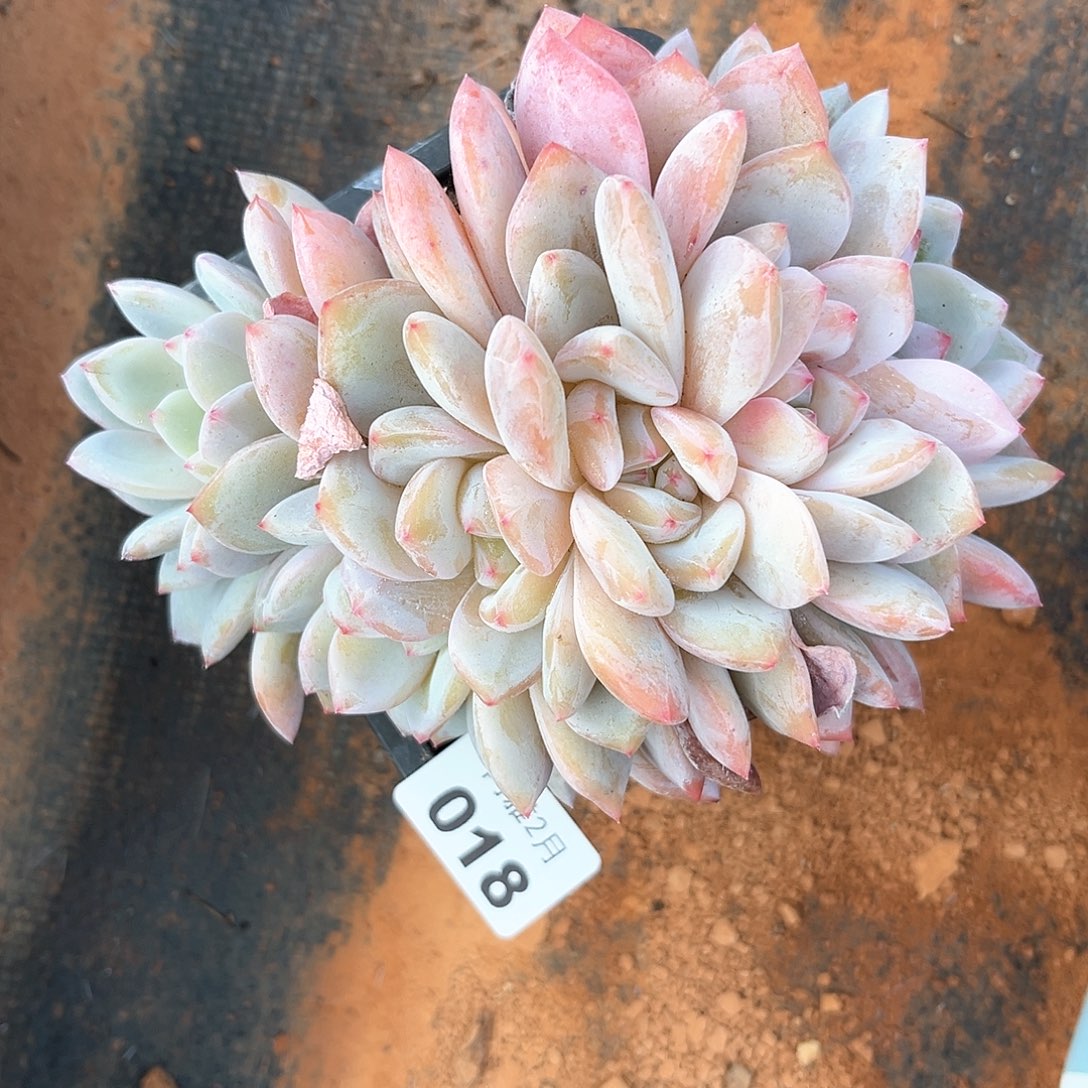 阿雅园艺。   018