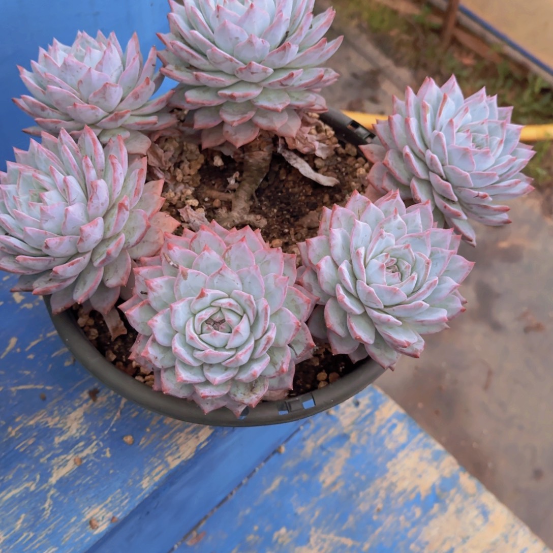 粉蓝鸟多肉植物和植物