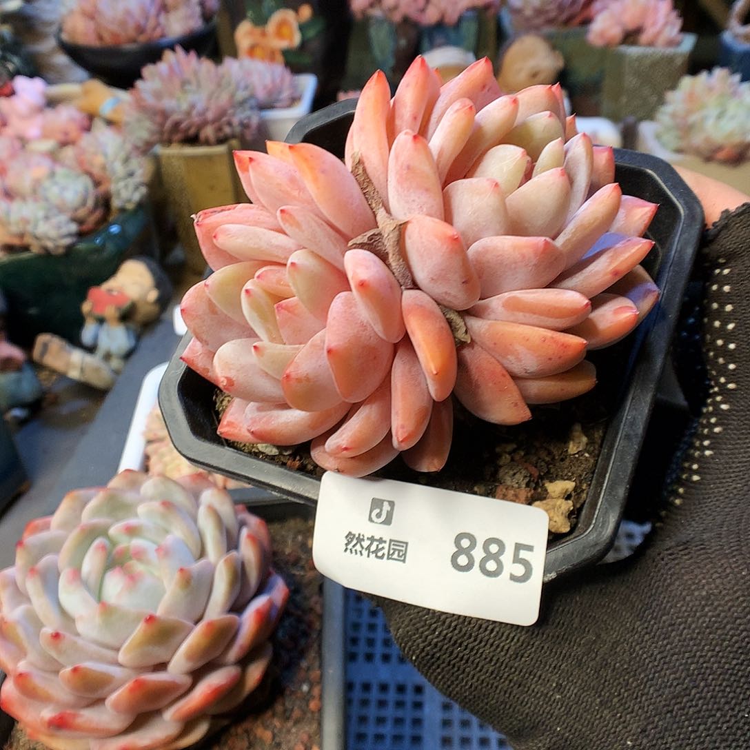 885雪天使多肉植物6666