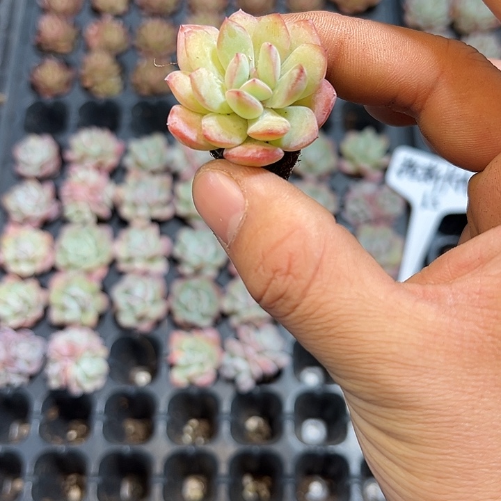 小号梦幻泡影 满10颗包邮