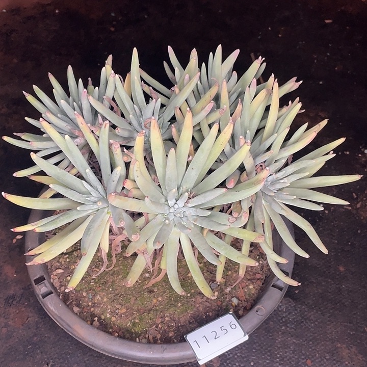 考里斯老桩多头11256