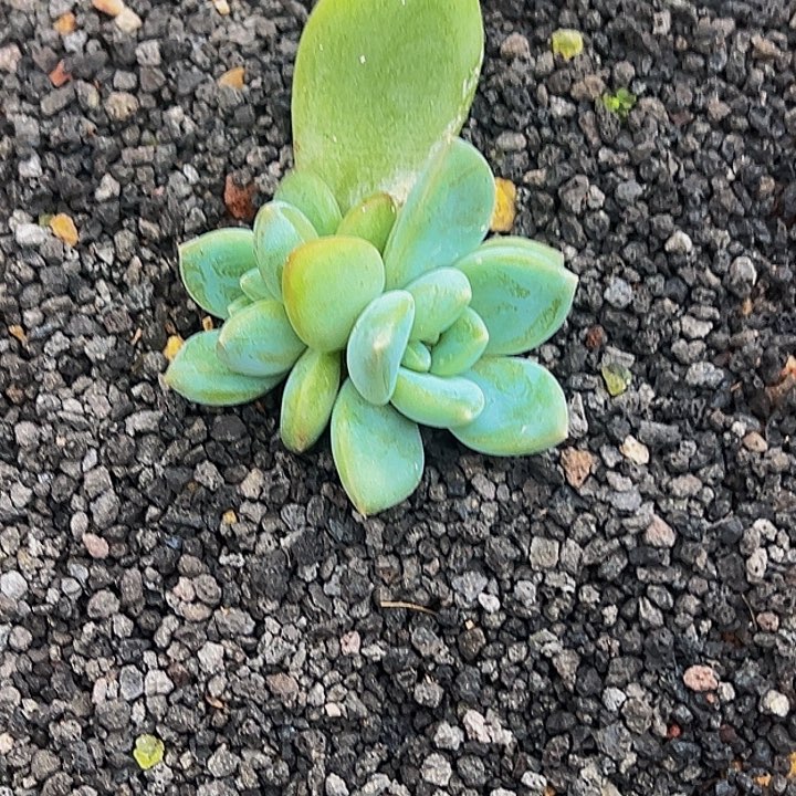 无****艾米丽苗苗苗11111