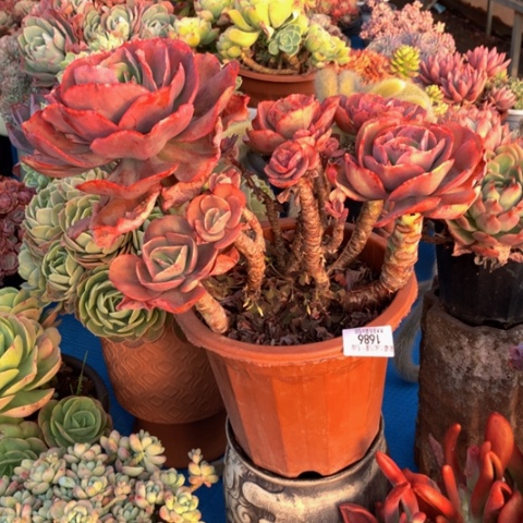 用****81686初吻多肉