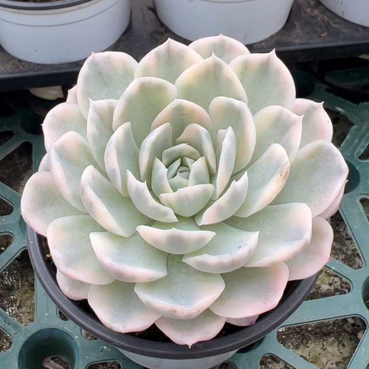 h***0墨西哥雪球锦一物一拍锦龙