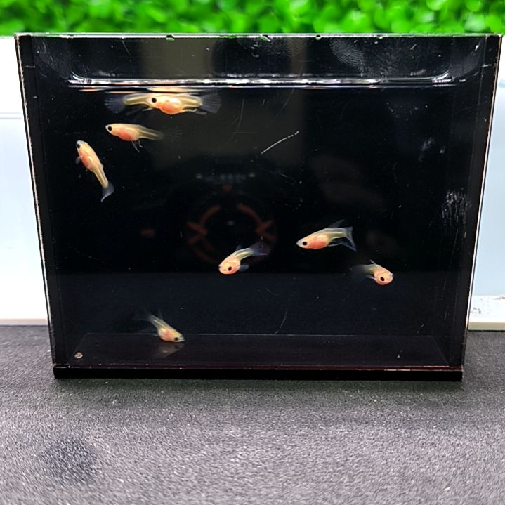 孔雀鱼幻彩大c苗子8条含两条被损。