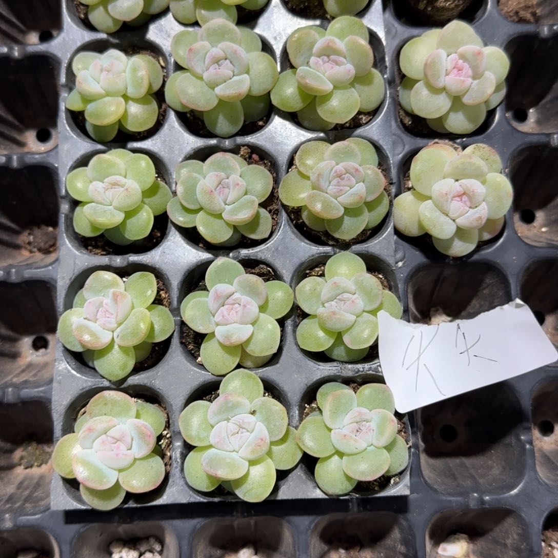 夭夭一物一拍专拍