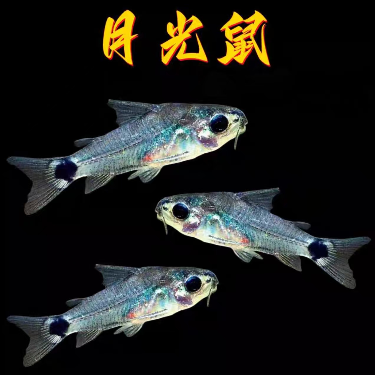 月光鼠小型热带观赏鱼底栖清缸好养易活群游佳品