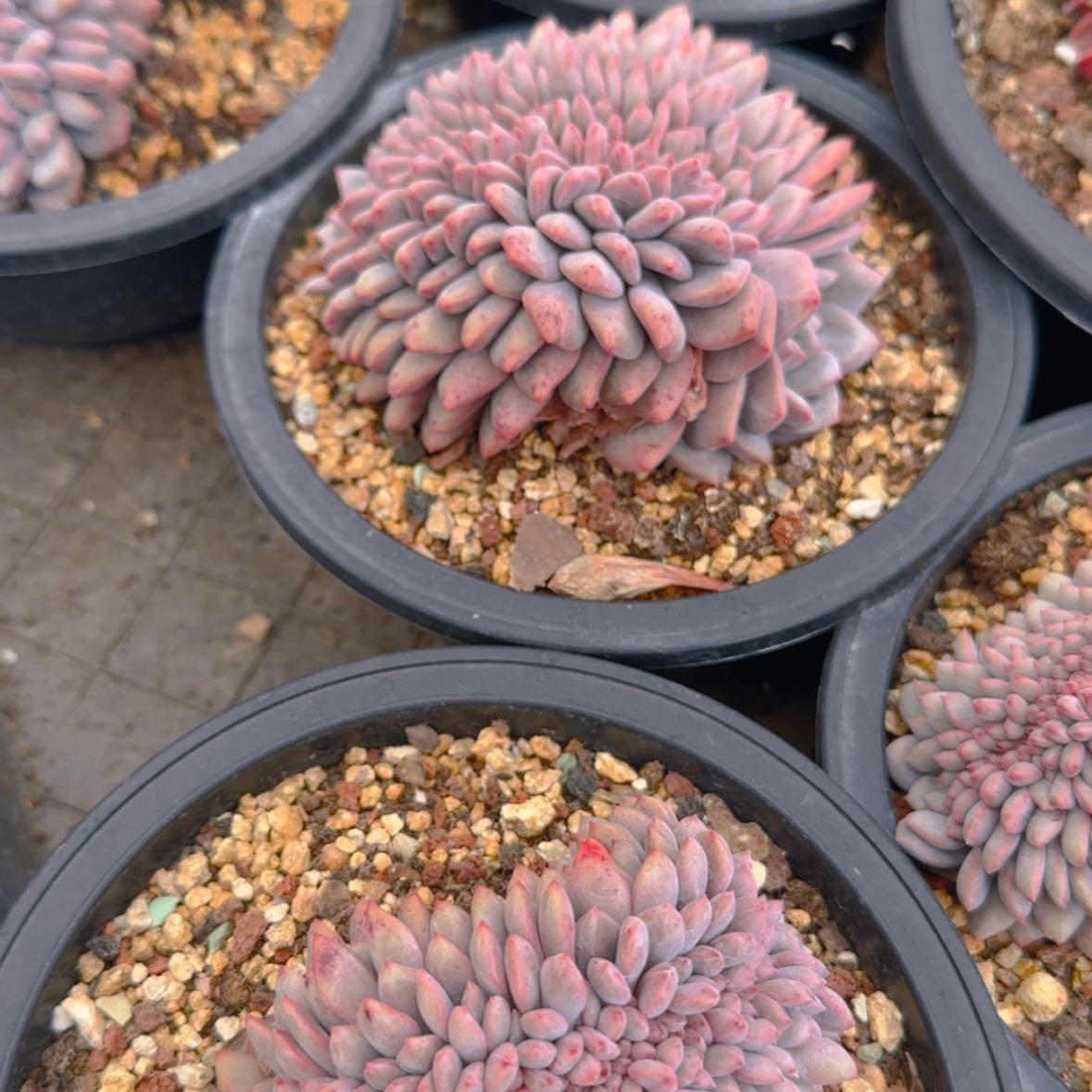 【闪购商品】爱丽儿缀39.9