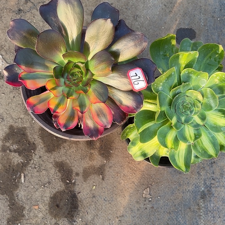 组合多肉植物法师776多肉