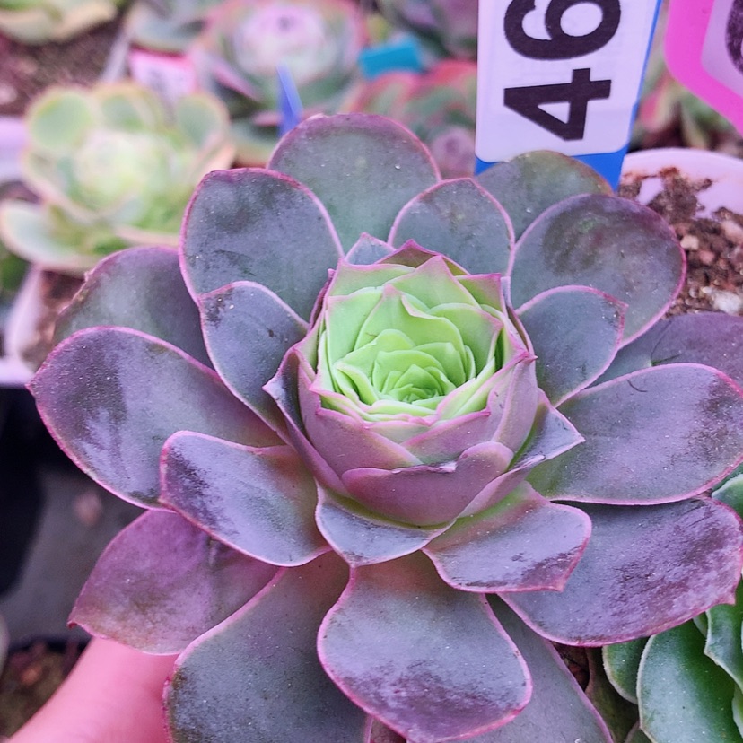 【闪购商品】yjj467紫色