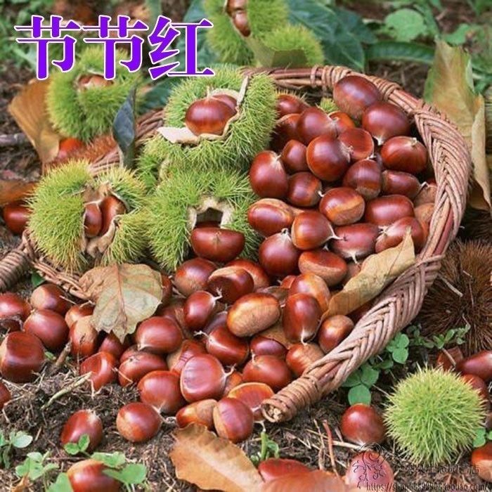 板栗树苗特大嫁接南方北方种植地载当年结果带土四季果树板栗苗树