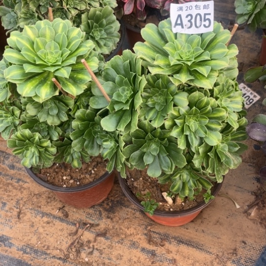 305两个法师不包断枝