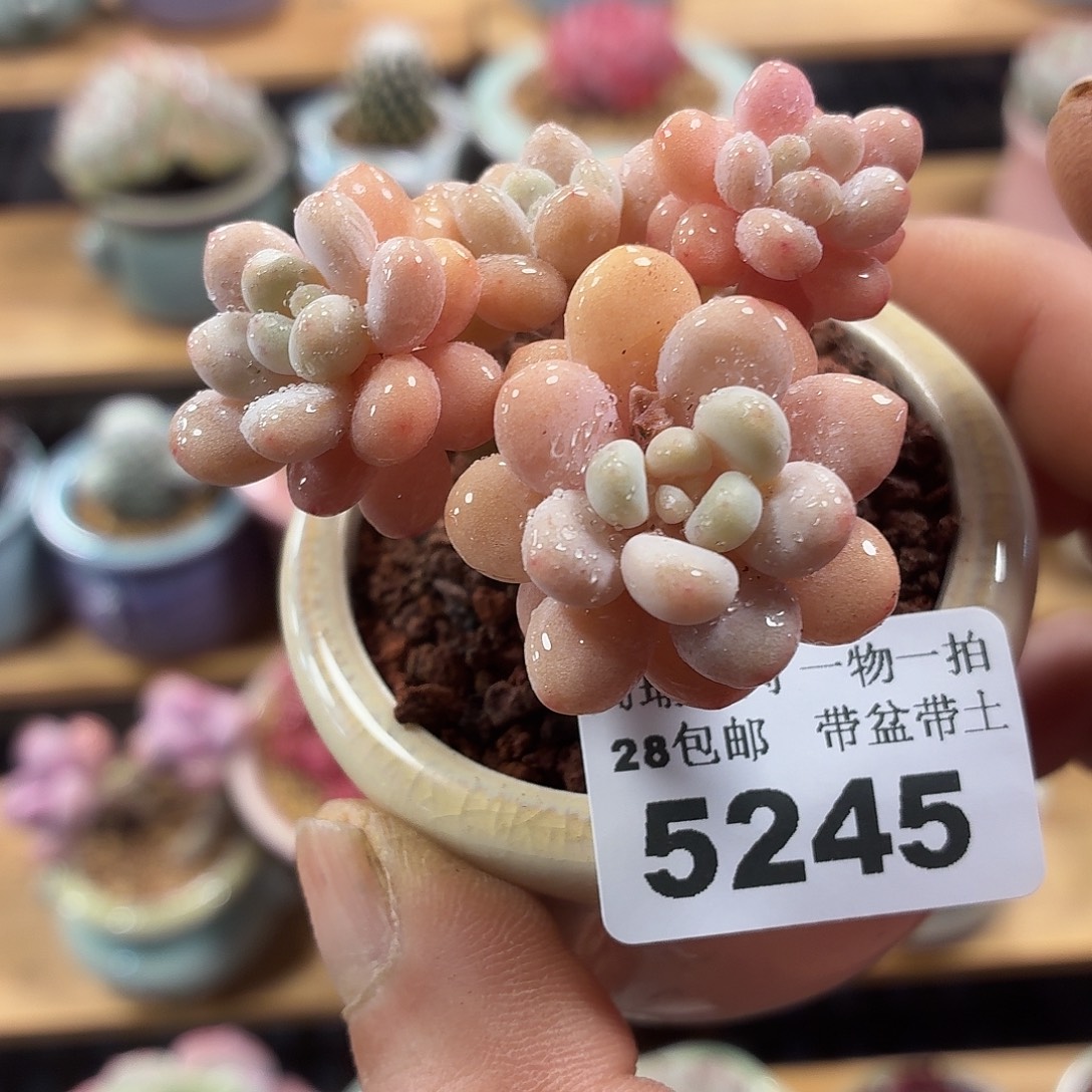 5厘米盆精控多肉植物5245