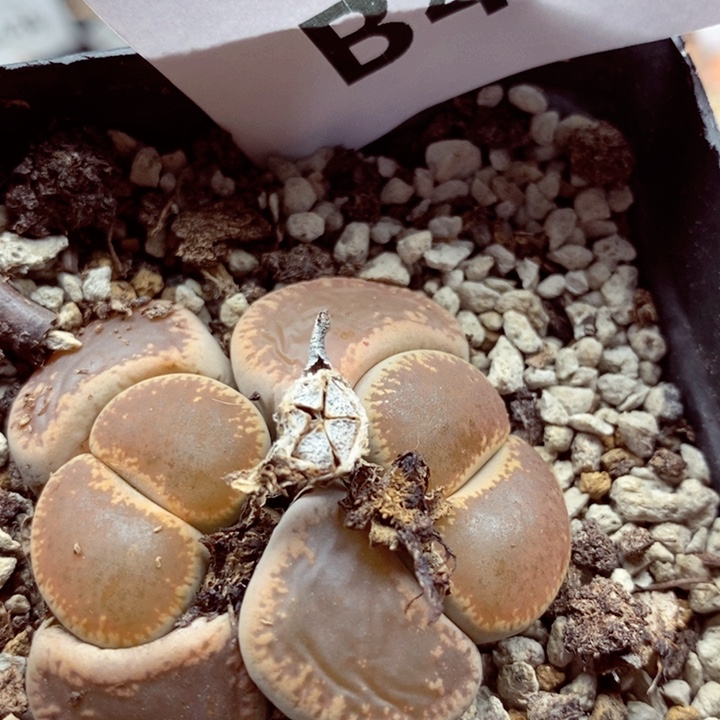 我是一只小小鸟地域鬼的461