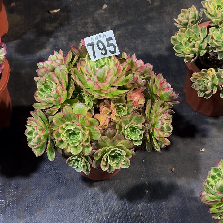 0000000000000000795海王