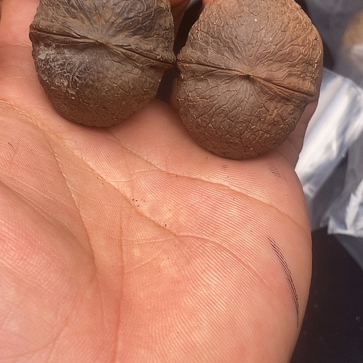 吊坠文玩核桃      105